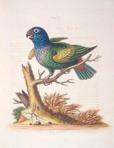 De blauwkop papegaai